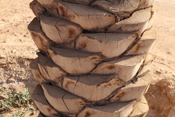 palm desert texture wood road background row
