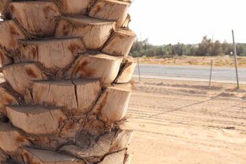 palm desert texture wood road background row