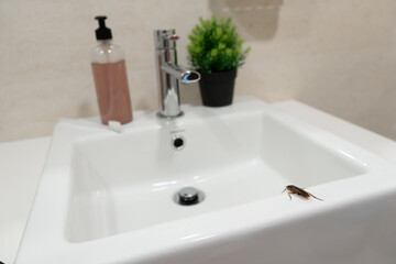 Fototapeta na wymiar Cockroach in the bathroom on the sink. The problem with insects.