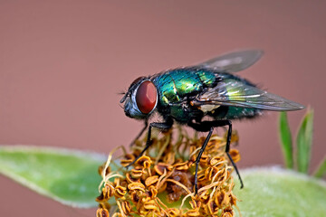 Goldfliege ( Lucilia sericata ).