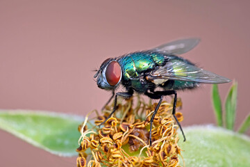 Goldfliege ( Lucilia sericata ).