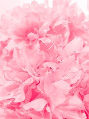 Beautiful abstract color orange pink flowers on white background and purple graphic purple flower frame and pink leaves texture, pink background, colorful orange graphics banner 