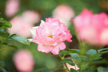 Fototapeta premium Beautiful pink roses flower in the garden
