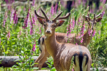 Damhirsch ( Dama dama )