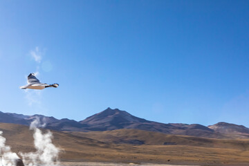 El Tatio geysers , San Pedro de Atacama, Chile.