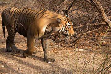 Closeup of Tiger T60 cub coming out from bush, Ranthambore Tiger Reserve, India