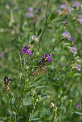 Fiori di campagna