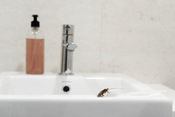Cockroach in the bathroom on the sink. The problem with insects.