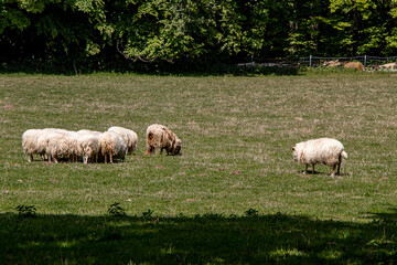 Obraz premium Wildtiere im Wald