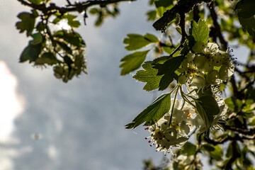 Blühten im Frühsommer im Sonnenschein