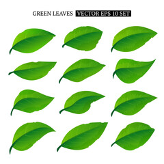 Set of green leaves 
