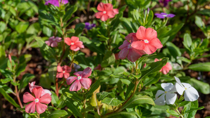 Madagascar periwinkle flower, Colorful vinca rosea flower in garden