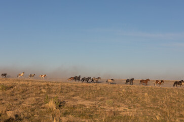 Plakat Herd of Wild Horses in the Utah Desert
