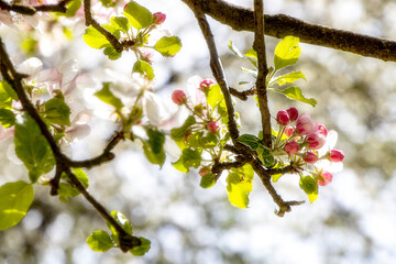 Blühten im Frühsommer im Sonnenschein