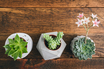 Obraz na płótnie Canvas Succulent plants in concrete plant pots on wooden table, top view, copy space