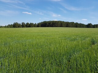 Obraz premium Green rye sprouts in the field