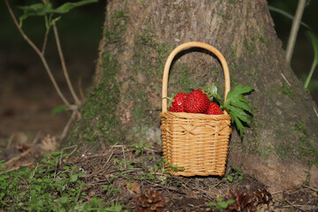 basket with strawberries on a forest background