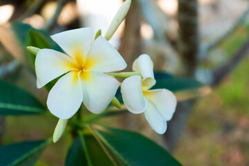 Fototapeta premium Blooming white frangipani flower in a tropical garden