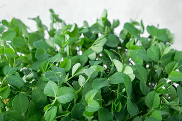 Fototapeta na wymiar Close-up of microgreen peas. Concept of home gardening and growing greenery indoors
