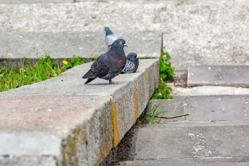 Fototapeta premium Pigeons on the parapet on the street near the stairs. Horizontal orientation. 