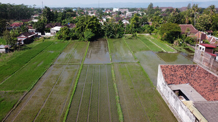 aerial view of rice fields and villages