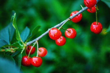Beautiful fresh cherries on branch