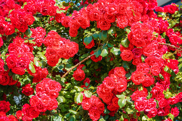Naklejka premium Bush of roses on bright summer day