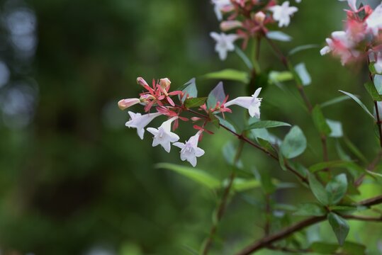 Glossy abelia is a Caprifoliaceae evergreen shrub that produces many small bell-shaped flowers for a long time from June to October.