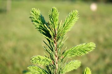 Spruce young plant in the garden.
