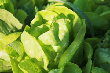 Lettuce Salad plant going in the garden.