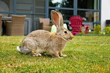 lapin de race géant des Flandres dans un jardin particulier 