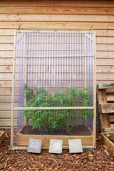 petite serre à tomates dans le jardin potager d'un particulier 