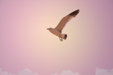 Fototapeta premium flying seagull in the sky