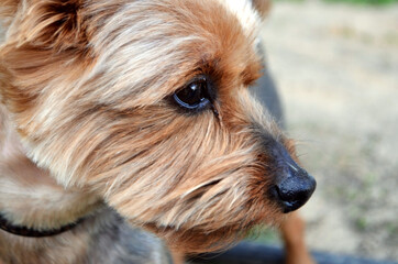 Yorkshire Terrier looks to the side. The look is attentive. A dog on a walk. Veterinary. Dog. A small breed. Copy space for text. Background
