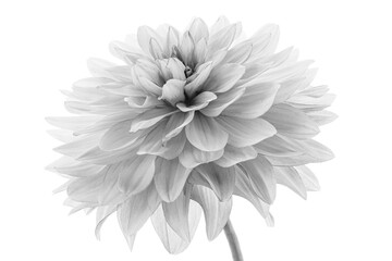 Macro of black and white dahlia