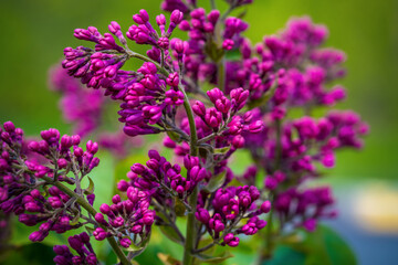 Spring branch of blossoming lilac