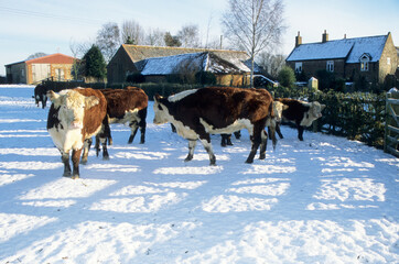 Herd of brown and white young Hereford beef cattle standing in snow covered field. Barn and house in background. Winter sunshine and shadows. Trees on horizon.