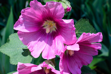 Many delicate pink magenta flowers of Althaea officinalis plant, commonly known as marsh-mallow in a British cottage style garden in a sunny summer day, beautiful outdoor floral background.