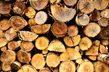 Tree logs as a background.