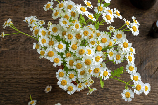 Blooming feverfew plant in a vase
