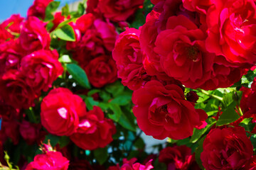 Lots of red roses close up. Beautiful natural background.