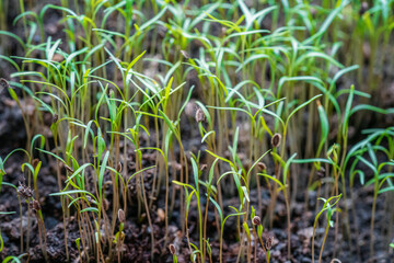 Sprouts of young dill in box on balcony.