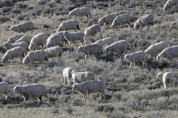 Sheep herding in Wyoming