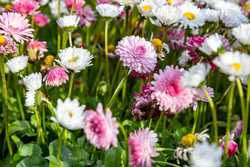 White and pink daisies bellis perennis close-up. Horizontal orientation.  © Sander Studio