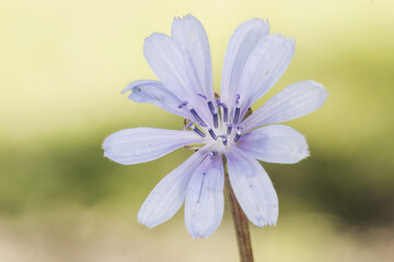 Cichorium intibus Common chicory shrub plant with intense blue or purple flowers on unfocused green background
