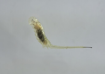 eristalis tenax insect larva