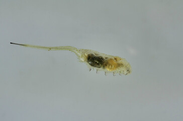 eristalis tenax insect larva
