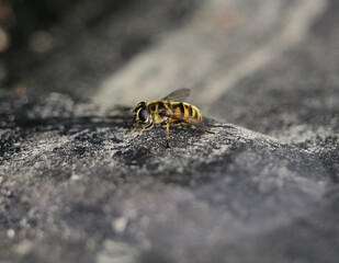 eristalis tenax insect
