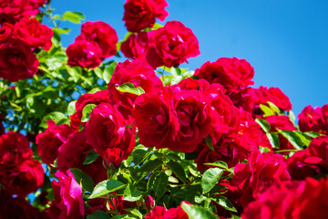 Lots of red roses close up. Beautiful natural background.