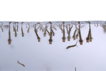 mosquito's larva in water